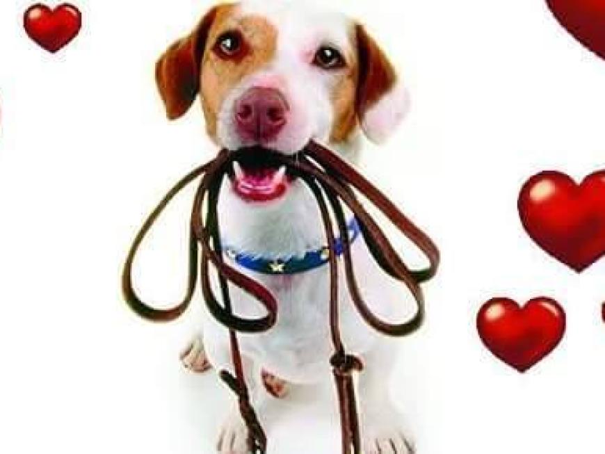 3ª Edição - Cãominhar por amor não cansa